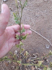 Nicotiana paa