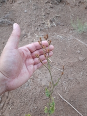 Nicotiana paa