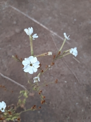 Nicotiana paa