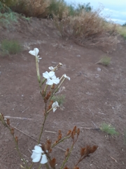Nicotiana paa