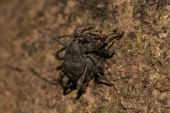 Onidistus araneus