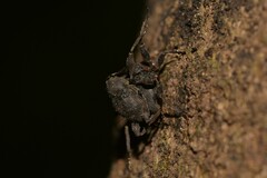 Onidistus araneus