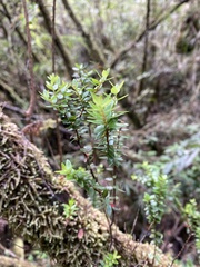 Metrosideros stipularis