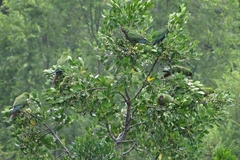 Enicognathus leptorhynchus