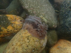 Alloiodoris lanuginata