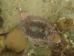 Alloiodoris lanuginata