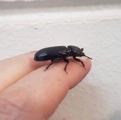 Aulacocyclus edentulus