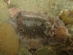 Alloiodoris lanuginata