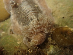 Alloiodoris lanuginata