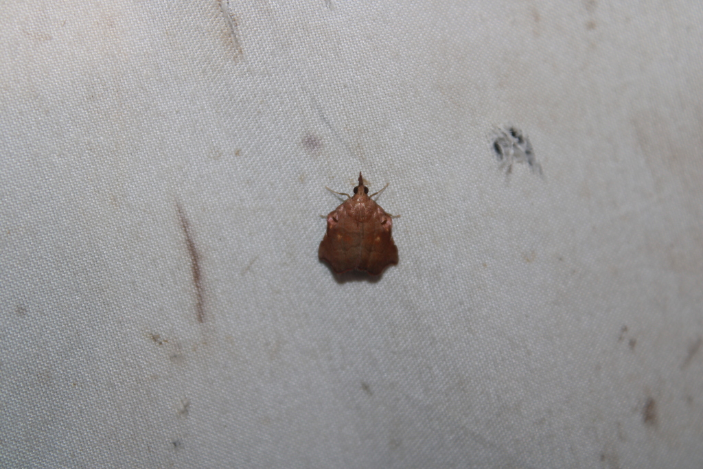 Salobrena recurvata