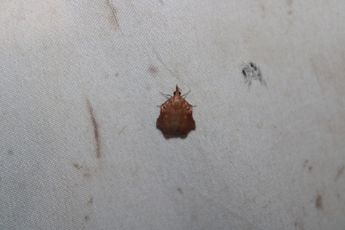 Salobrena recurvata