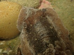 Alloiodoris lanuginata