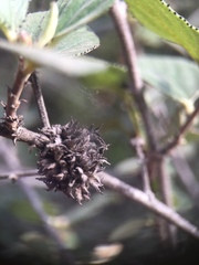 Asphondylia ceanothi