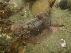 Alloiodoris lanuginata