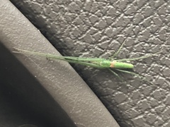 Tetragnatha viridis