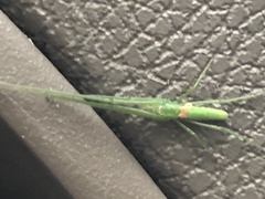 Tetragnatha viridis