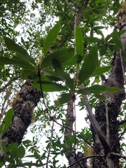 Embothrium coccineum