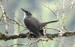 Cinclocerthia gutturalis