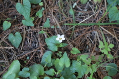 Viola ocellata