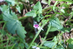 Viola ocellata