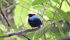 Chiroxiphia pareola