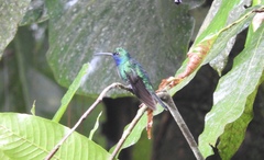 Campylopterus ensipennis