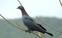 Patagioenas squamosa