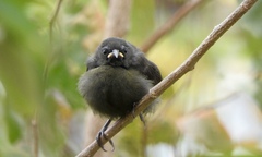 Coereba flaveola atrata