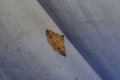 Hemeroplanis scopulepes