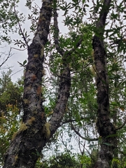 Embothrium coccineum