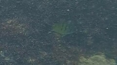 Abudefduf whitleyi