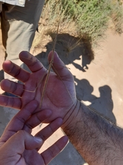 Carphoproscopia lancea