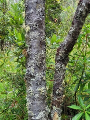 Embothrium coccineum