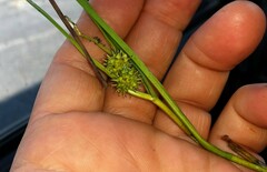 Sparganium angustifolium