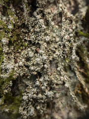 Pertusaria globularis