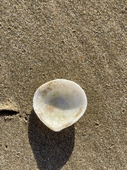Pseudarcopagia botanica