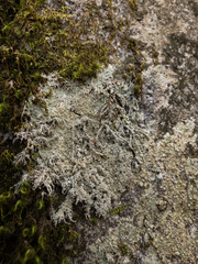 Pertusaria globularis