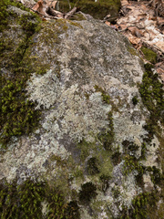 Pertusaria globularis