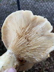 Lactarius alnicola
