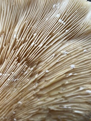 Lactarius alnicola