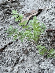 Bidens bipinnata