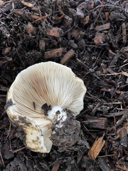 Lactarius alnicola