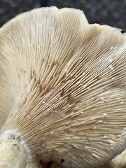 Lactarius alnicola