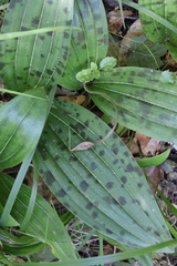 Scoliopus bigelovii