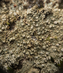 Pertusaria globularis