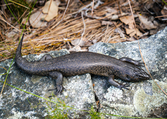Egernia kingii
