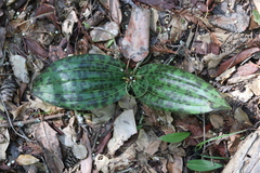 Scoliopus bigelovii