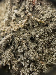 Pertusaria globularis