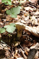 Amanita magniverrucata