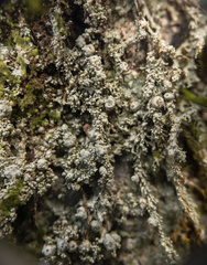 Pertusaria globularis